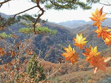 在犹太节日，以色列人群冲击阿克萨清真寺，约旦河西岸村庄