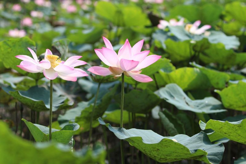 生物工程师为癌细胞研究创造了荷叶启发系统